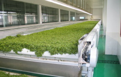 China's tea production exceeds 3 million tons