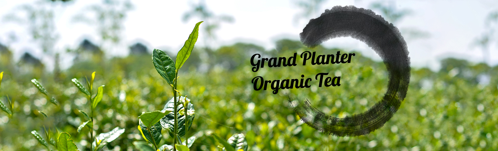 Organic tea and herbs