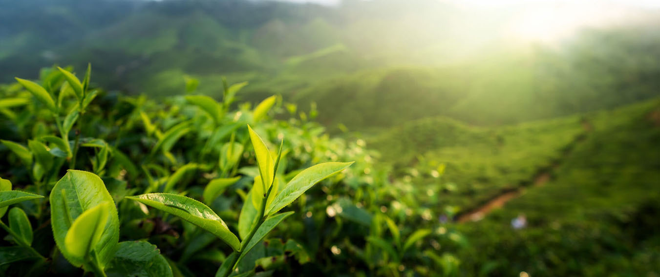 Grand Planter organic tea