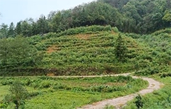 Organic tea plantation in the rain